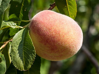 peach fuzz